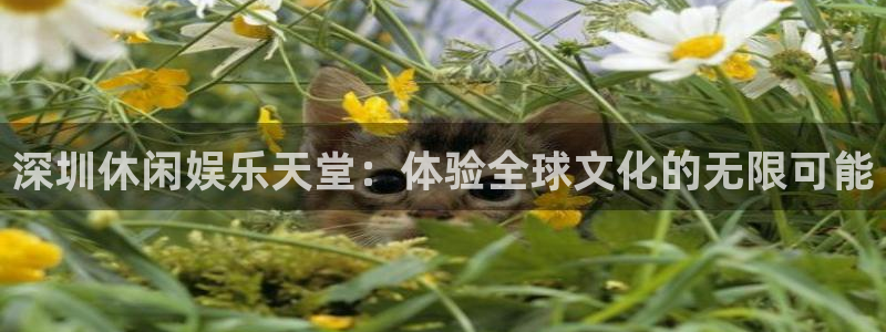 恒行4开户：深圳休闲娱乐天堂：体验全球文化的无限可能
